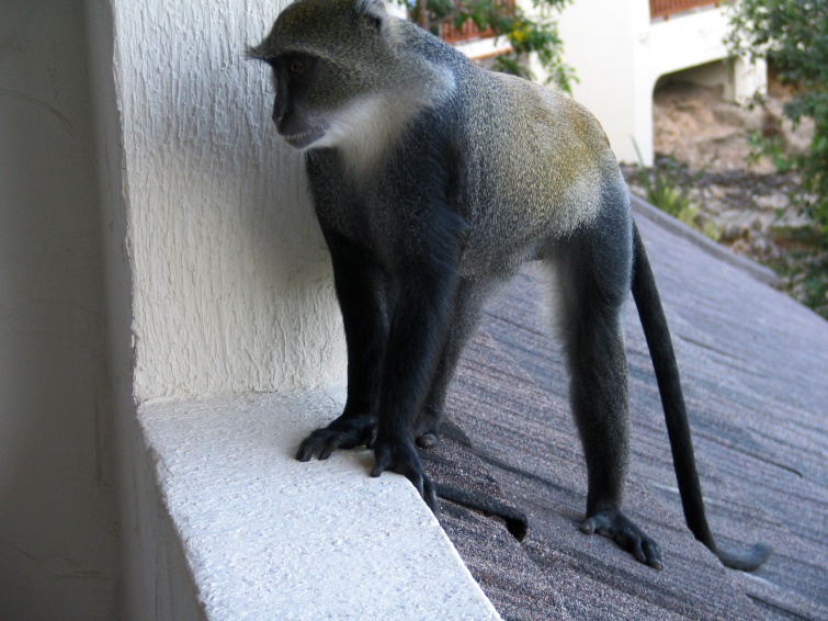 Małpki na balkonie pokoju hotelowego - Mombasa - Kenia