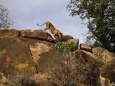 Blisko nas... :) - Tsavo National Park - Kenia