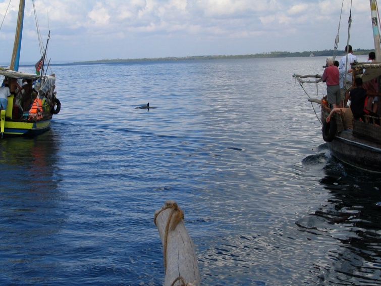 Delfin - Mombasa - Kenia