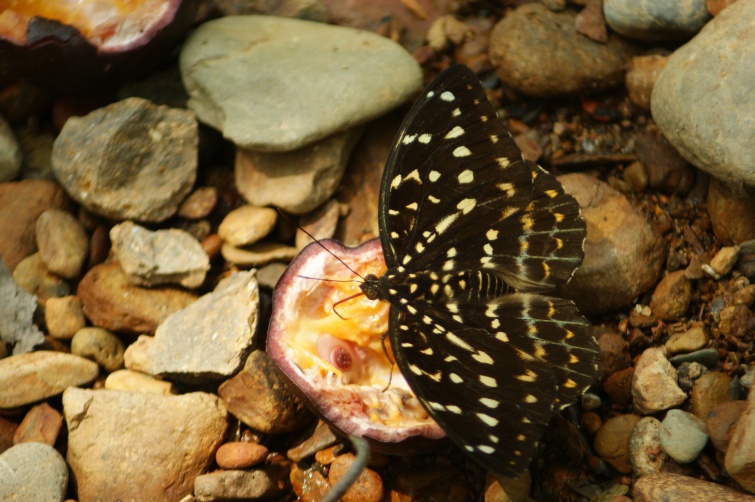 Motyl - Bukit Lawang - Indonezja