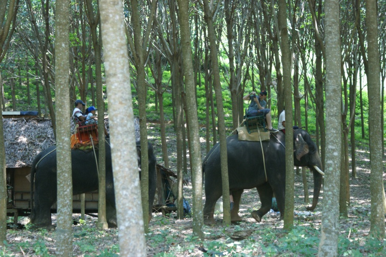 mordowania słoni - KOH LANTA - Tajlandia