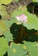 Kwiat Lotosu - Floating Village - Kambodża