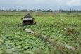 Farma Lotosów - Floating Village - Kambodża
