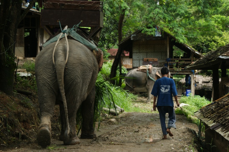 Maesa Elephant Camp - Tajlandia