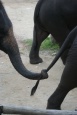 Maesa Elephant Camp - Tajlandia