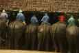  - Maesa Elephant Camp - Tajlandia