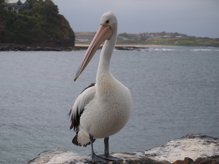 Pelikan - New South Wales - Australia