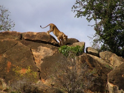 Tsavo National Park - Kenia
